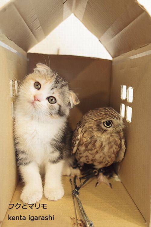 五十嵐健太「フクとマリモ」(KADOKAWA)