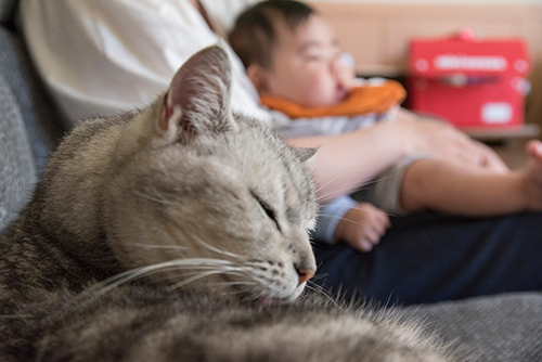 老猫の毛づくろいは健康のバロメーター