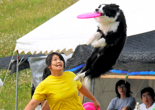 愛犬とフライングディスクの技を披露する参加者=高知県四万十市