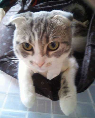 袋に入って遊ぶ、幼年時代の冬子