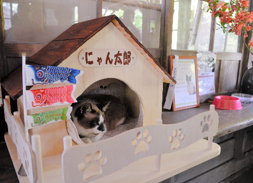 居心地が良いのか、猫ハウスに入った途端、うとうとするにゃん太郎=鹿児島県霧島市隼人町嘉例川