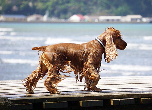マッチョな筋肉がついてます