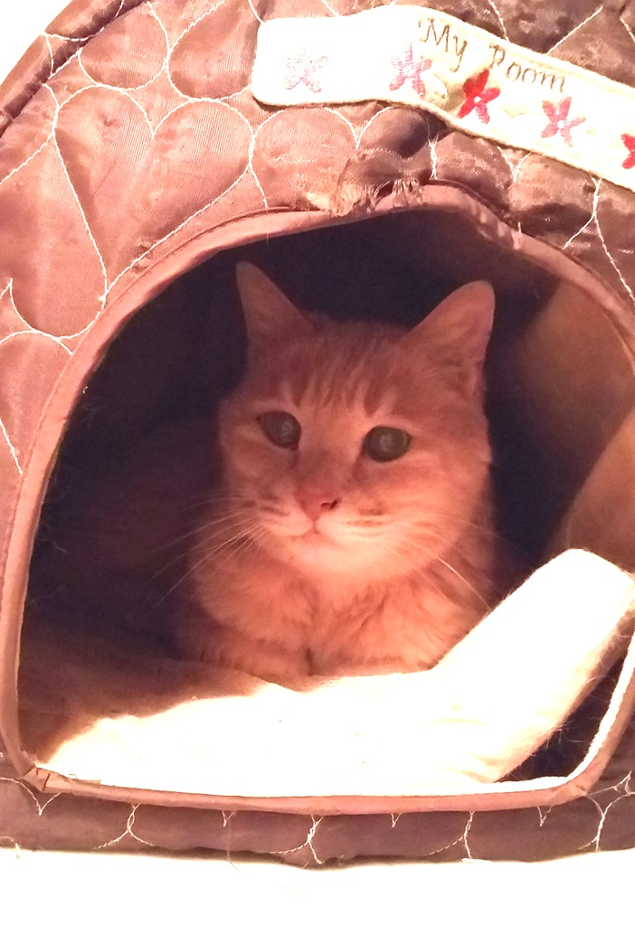 シャイなルンルン。大好きなハウスの中で