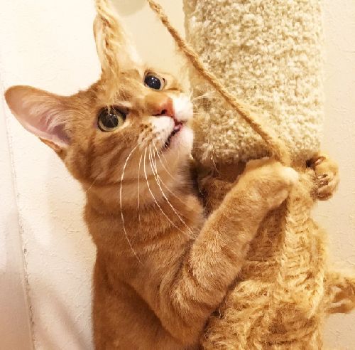 現在同居のチビ「早くトロと仲良くなるといいね」