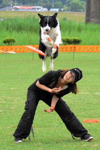 ディスクを追って参加者を飛び越える犬=高知県四万十市