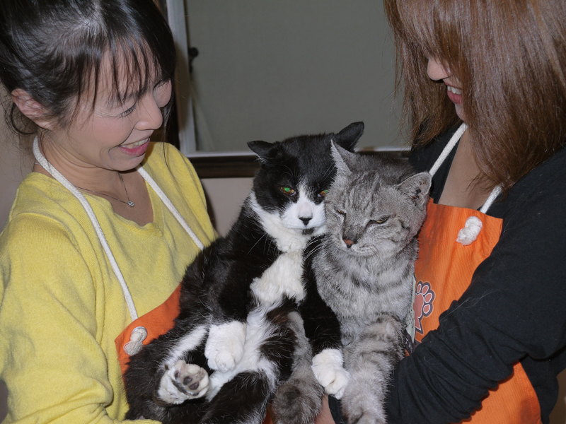 仲良かったトラと