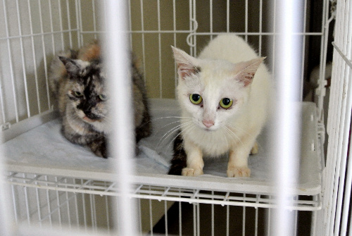熊本県動物管理センターに収容され、新たな飼い主を待つ猫たち=3日、熊本市東区