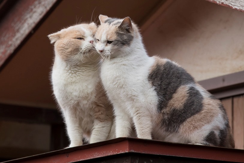 シナモン&ドロップ(C)KADOKAWA/五十嵐健太