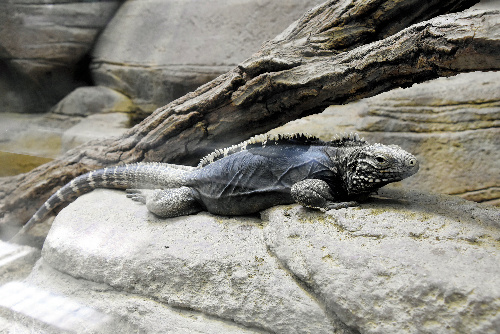 ケイマンイワイグアナ
