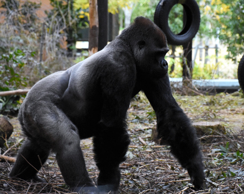 ニシゴリラの「モモタロウ」