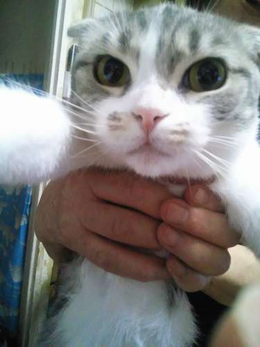 食が細く、体もか細かった