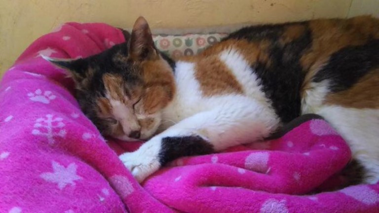 気持ちよさそうに眠る「みー」くっきりした三毛柄が綺麗