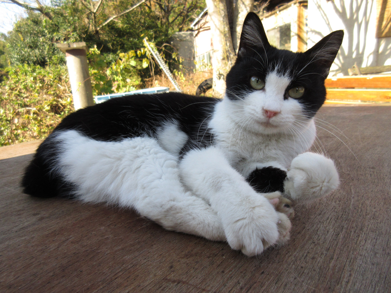 しろくろさん役:がんも (C)2017 Hit-Point/『映画ねこあつめ』製作委員会