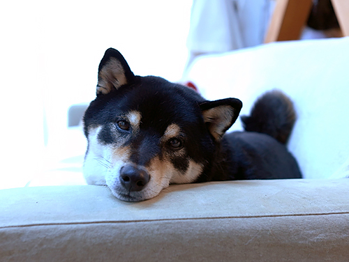 不思議なあお君