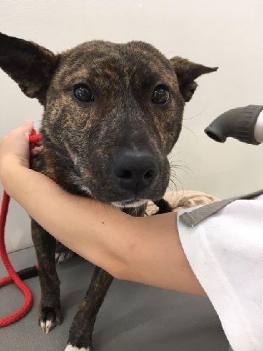 譲渡前1月’頃、トリミング中(アニマルライフで)