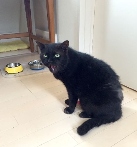 クロはアトリエで介護してもちなおし、晩年は自宅で家族皆で看た