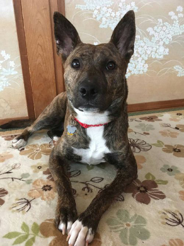 家にきてすぐはぐずって鳴いたが、2,3日で環境に慣れた