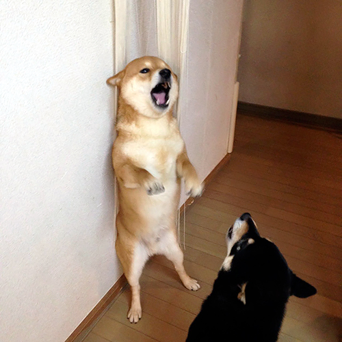 ぼくちんだって負けないぞ!