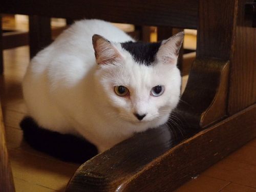 ローズ(おもてなし猫)