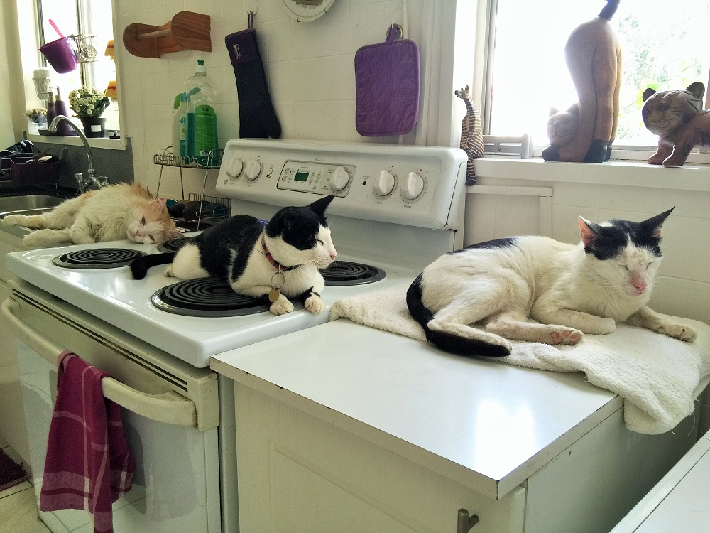 40度超えると、動く気さえ起きません…