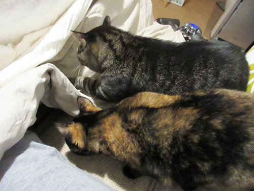 こたつを探る2匹。何もないよ