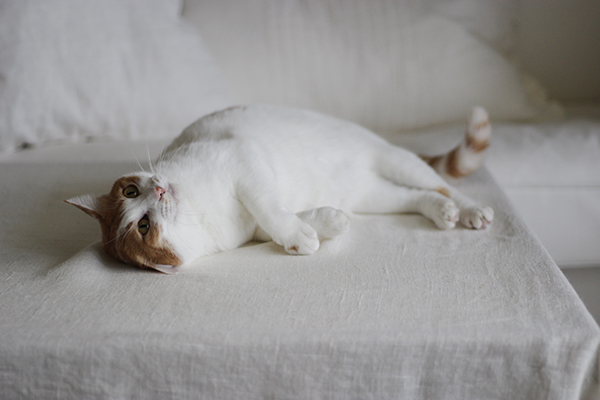 ごろごろ&チラキバ