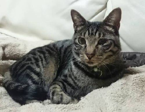 シンバ(4歳)症状が出たらすぐに病院へ。今は元気。