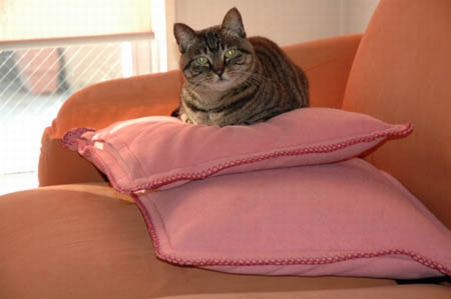 3~4歳の頃、よく太っていた(父猫はエラの張ったボス猫との噂)