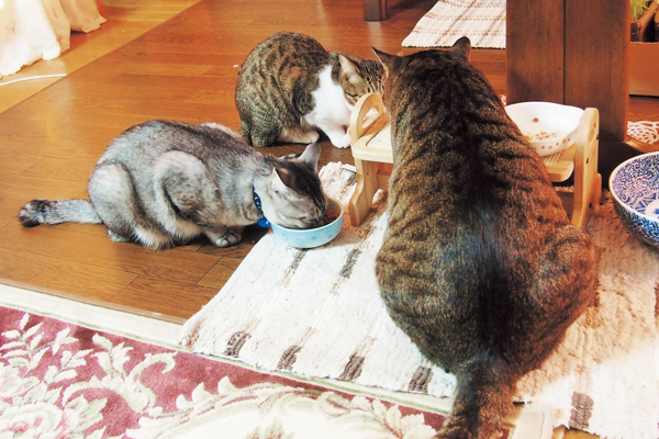 仲良くゴハンタイム。ダイエット開始で、すぐ食べ終わる