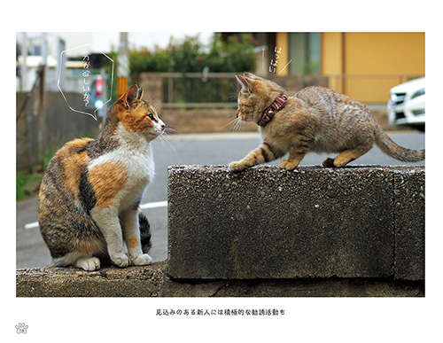 「のら猫拳キッズ」から(撮影:久方広之)