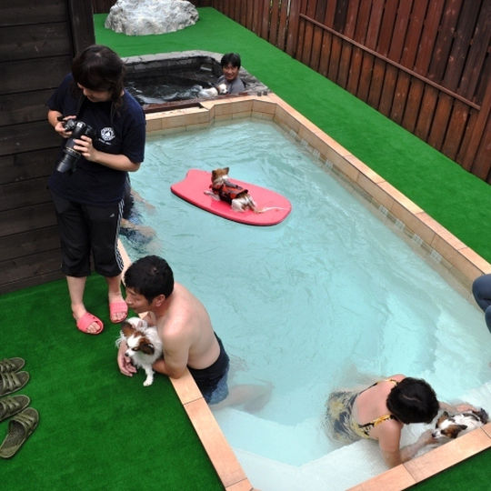 8位 伊豆高原 ドッグリゾート ONE MORE(ワンモア) ドッグプール