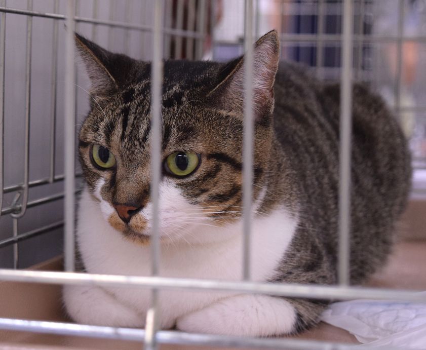 飼い主を待つ保護猫