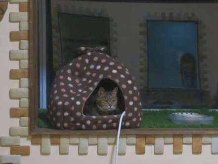 ビーちゃんのお気に入りの場所は……=東京ペットホーム