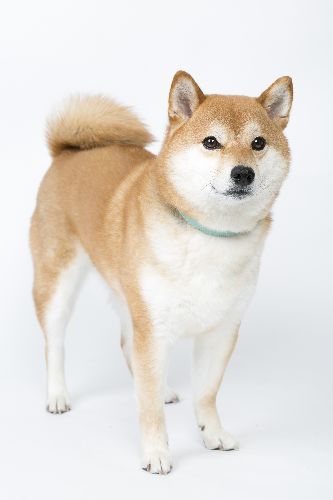 柴犬 人気犬種図鑑より (撮影 布川航太)