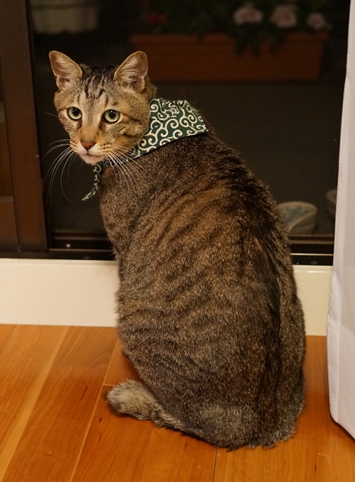 唐草模様のバンダナは市ヶ谷亀ヶ岡八幡宮のお守り。毎年初詣にいって「健康」を願って買い替える