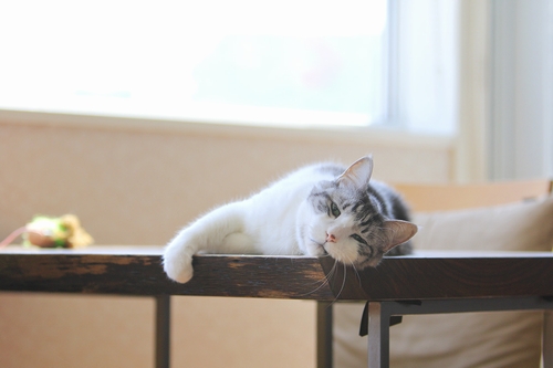 台湾で暮したこともある「銀次郎」(16歳) 祥伝社/ケニア・ドイ