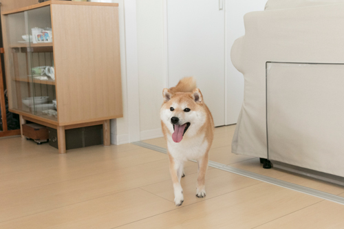 お客さん全員をペロペロした直後。のどが渇いちゃったかな?