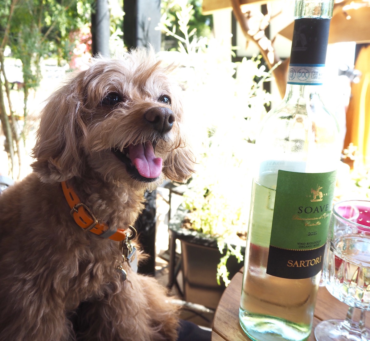 テラス席、気持ちいい。「こんな陽気の日はワイン飲めたら楽しそうだワンねー」