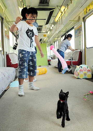 広々とした車内で遊ぶ子猫
