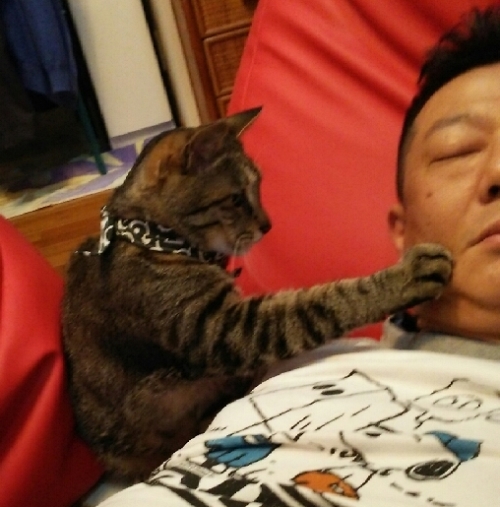 毎朝4時にパパを起こす「早く僕を撫でて。起きないと鼻を押すぞ」