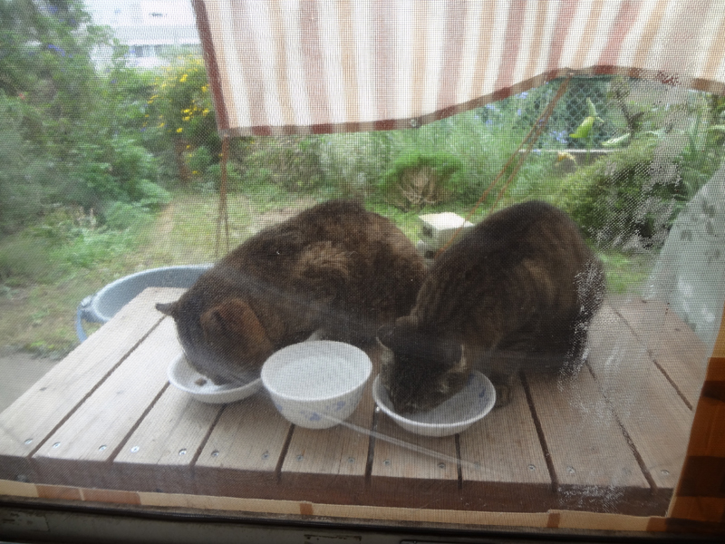 網戸の向こうでごはんを食べるチャマダロウとチビチビ