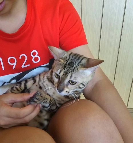 膝の上でくつろぐ保護猫