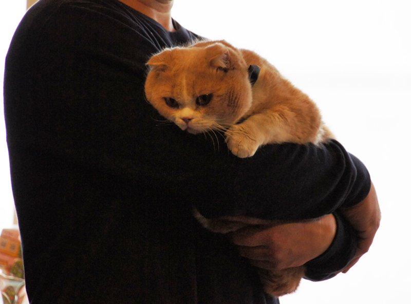 スタッフに抱かれるシナモン