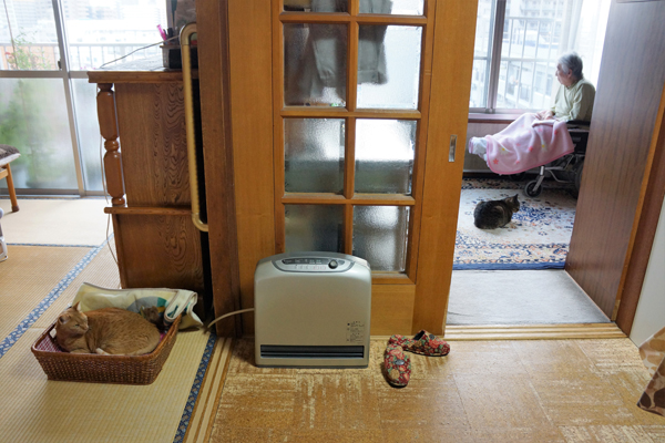 猫があたりまえにいる日常