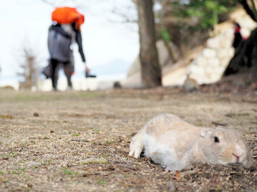 リラックスしたウサギ