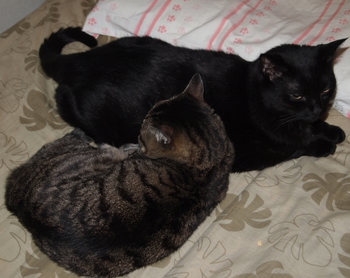 最晩年イヌオにふいに寄り添った