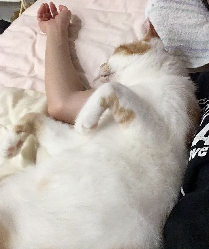 モフモフ腕枕は至福の時