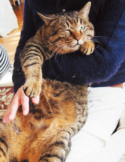 ゴンちゃんファンのひとみさんに抱かれて「家猫生活も悪くない」と、ウインク