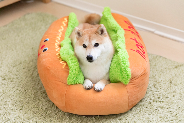 話題になったホットドッグ!しっかり挟まっています