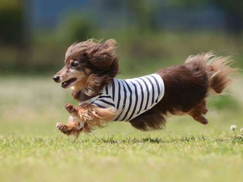ミニチュアダックスフントのサスケくん(14歳)=加納幹夫氏撮影